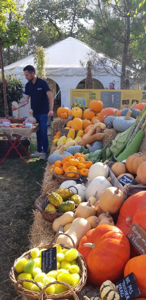 Marché bio de courges