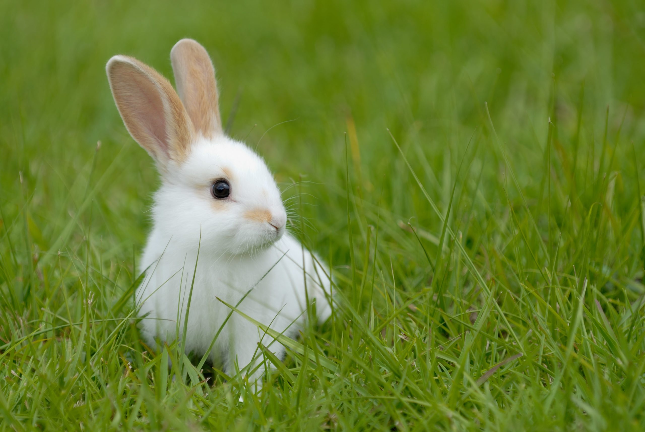 lapins Bordeaux