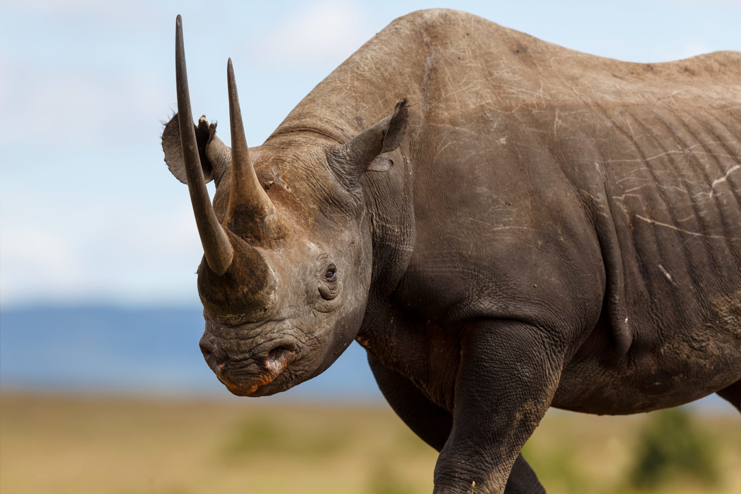 rhinoceros museum de Bordeaux