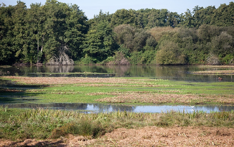 Marais de Bruges