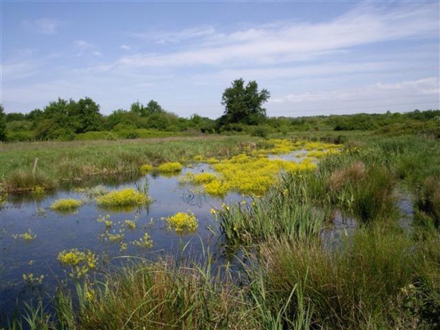 Marais de Bruges