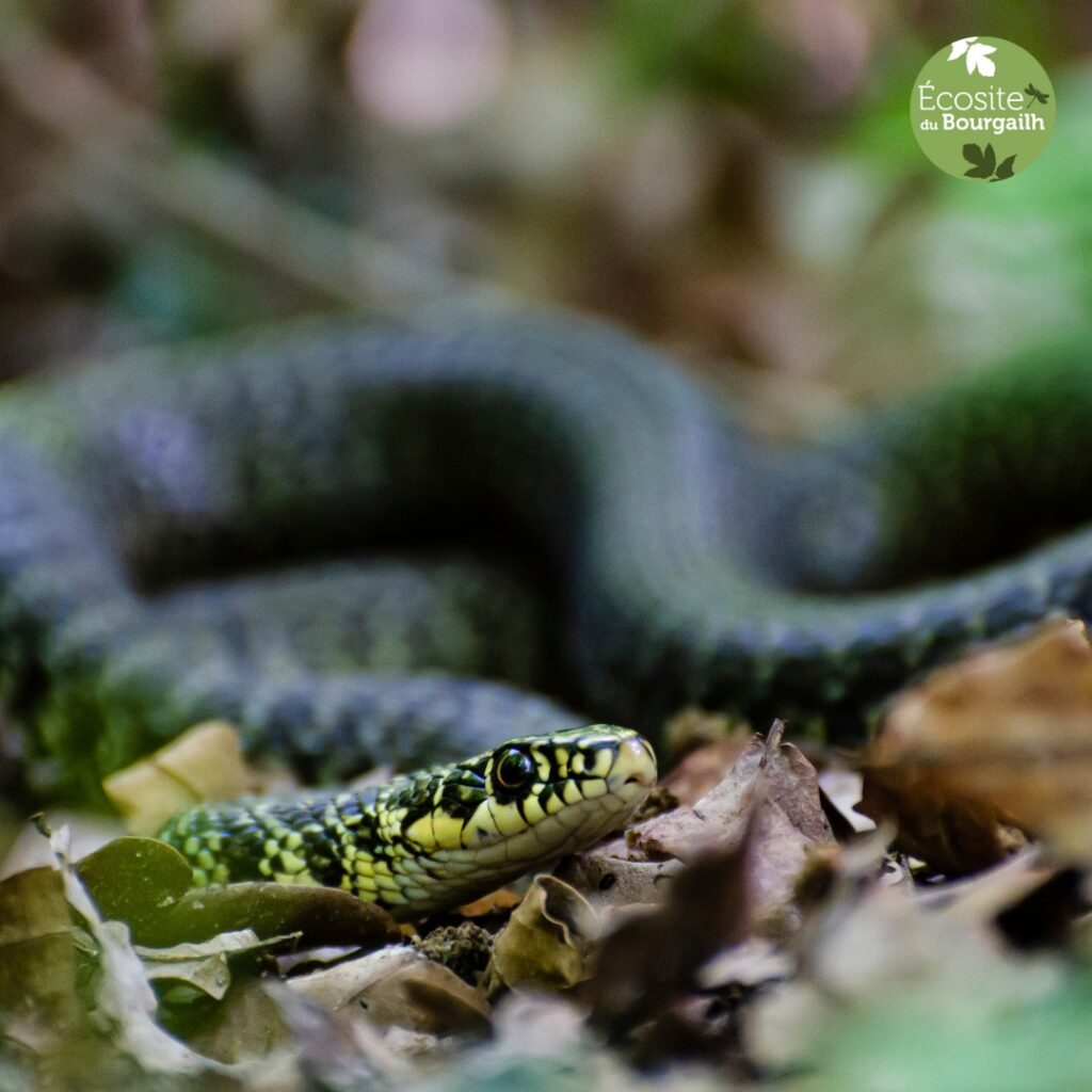 reptile Forêt du Bourgailh