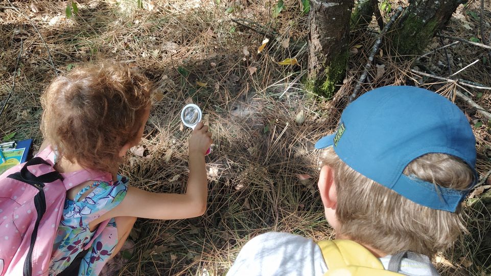 Forêt du Bourgailh