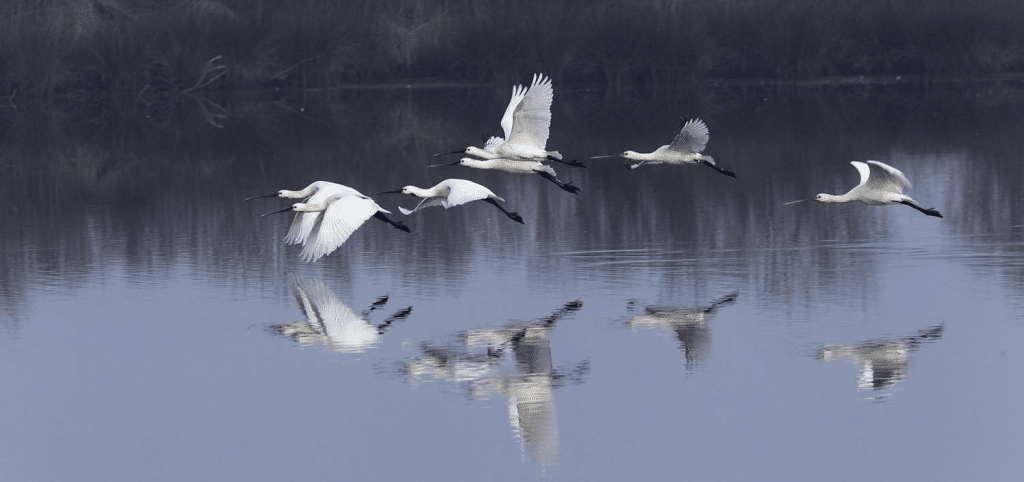 Réserve Ornithologique du Teich