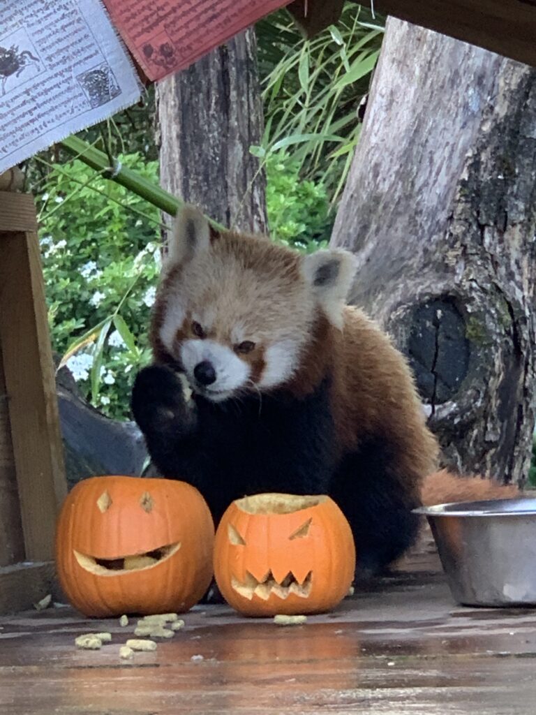 zoo bordeaux pessac halloween