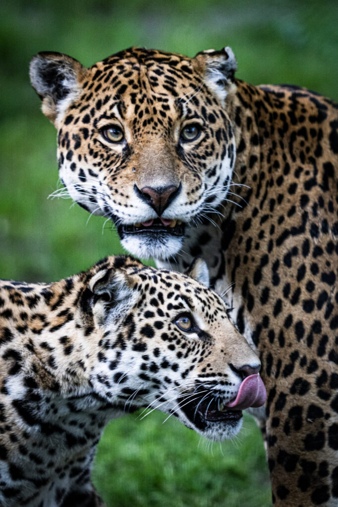 zoo bordeaux pessac halloween