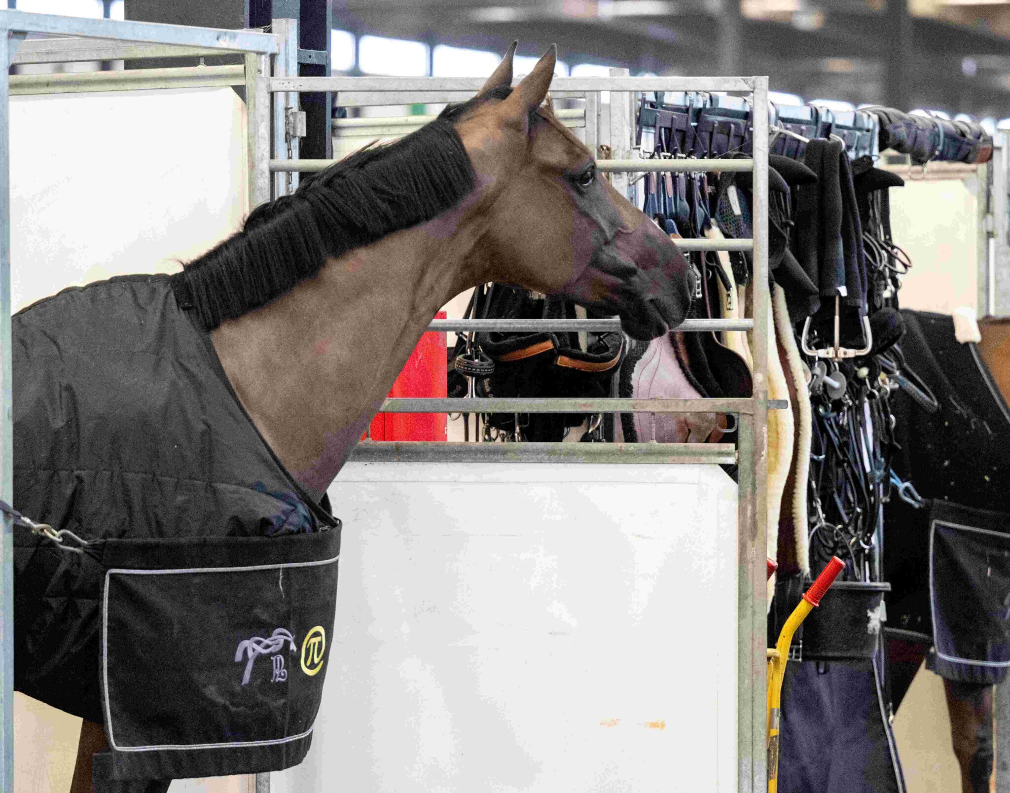 passion cheval équitation