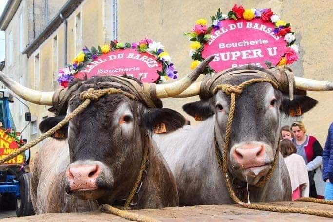 La Fête des Bœufs Gras de Bazas