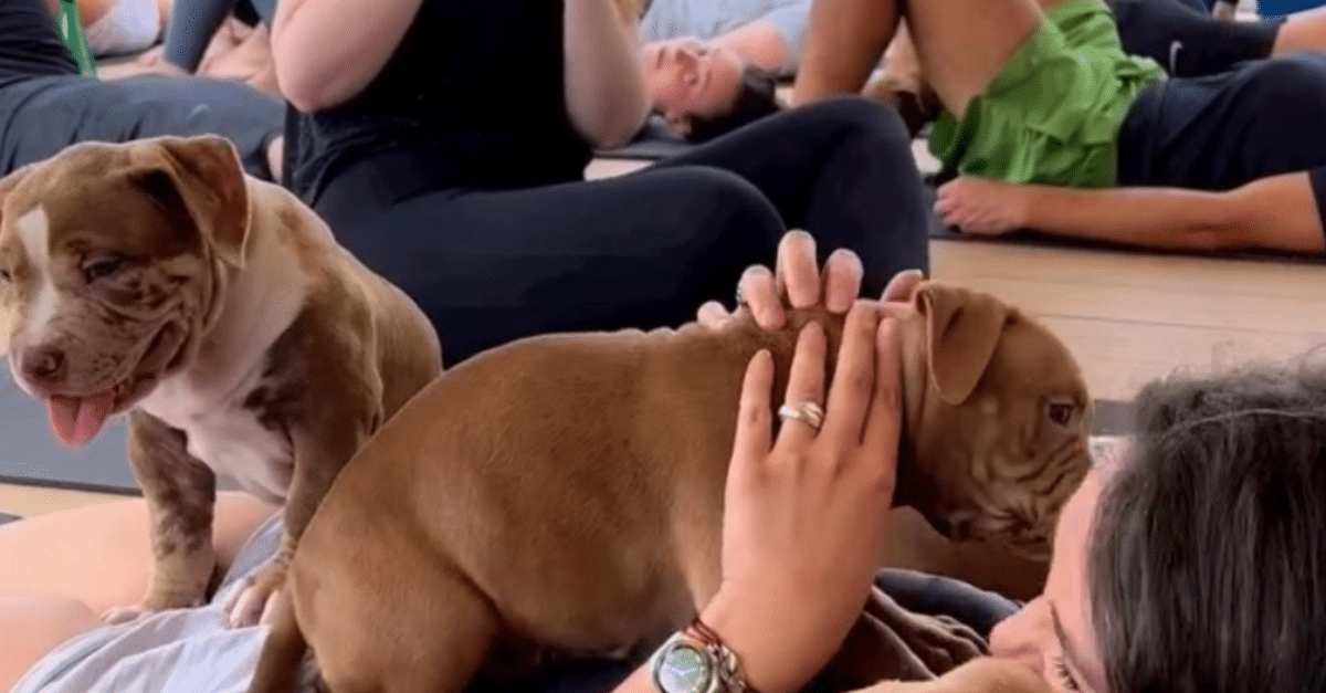 Puppy Yoga Club à Bordeaux