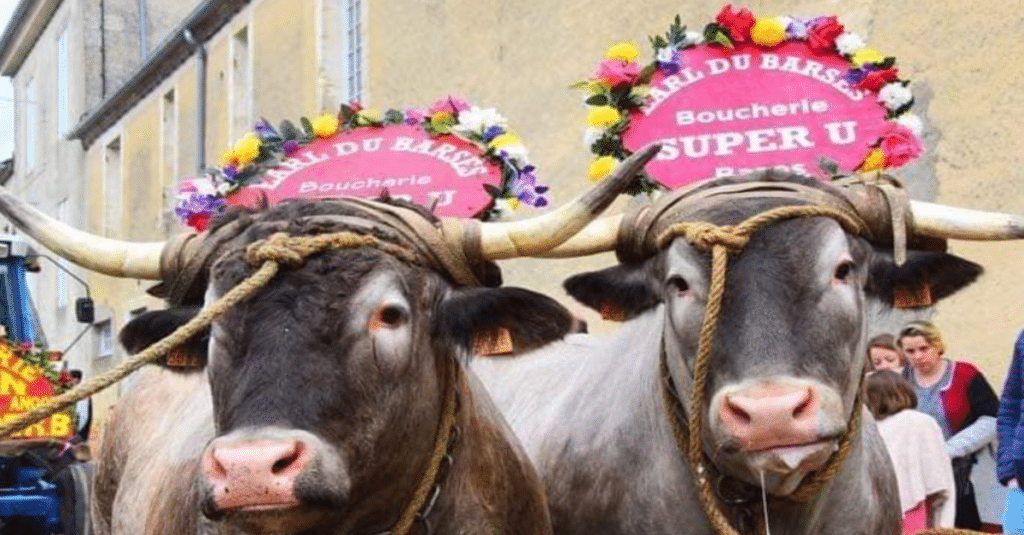 La Fête des Bœufs Gras de Bazas