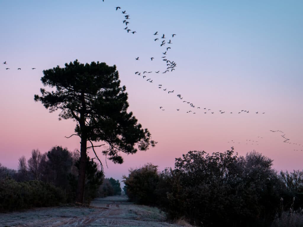 Médoc atlantique oiseaux