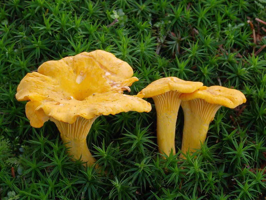 Chasseurs de Champignons