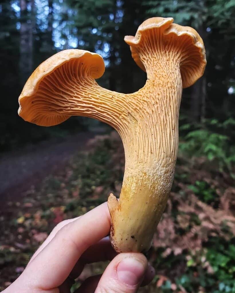 ChasseursdeChampignons, cèpes Bordeaux