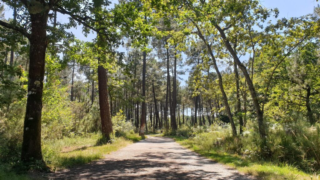 quoi-faire-a-bordeaux-foret-migelane