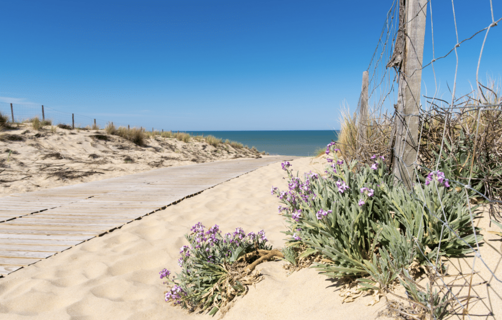 bus plage lacanau