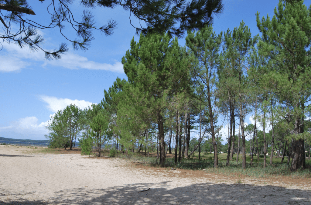 bus plage lacanau