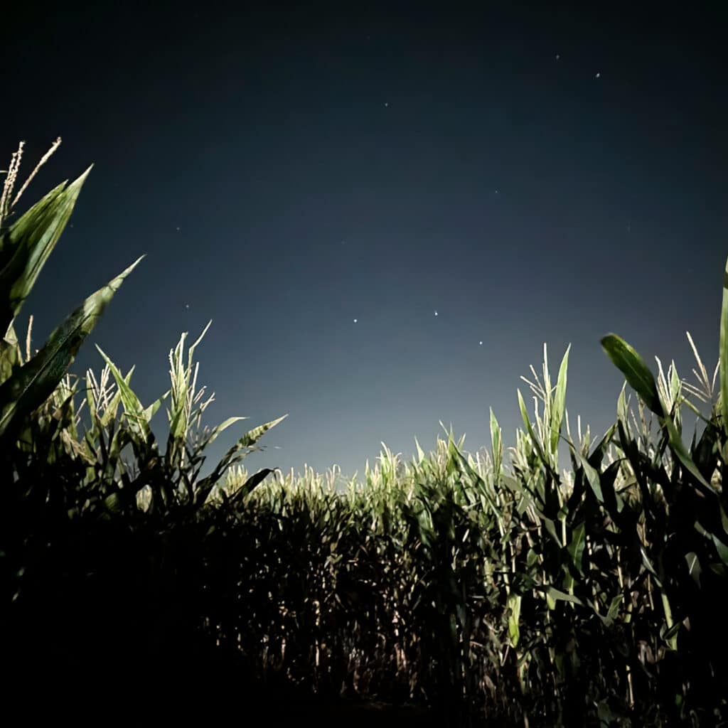 Labyrinthe de maïs à Bordeaux Parempuyre la Nuit de l'Horreur