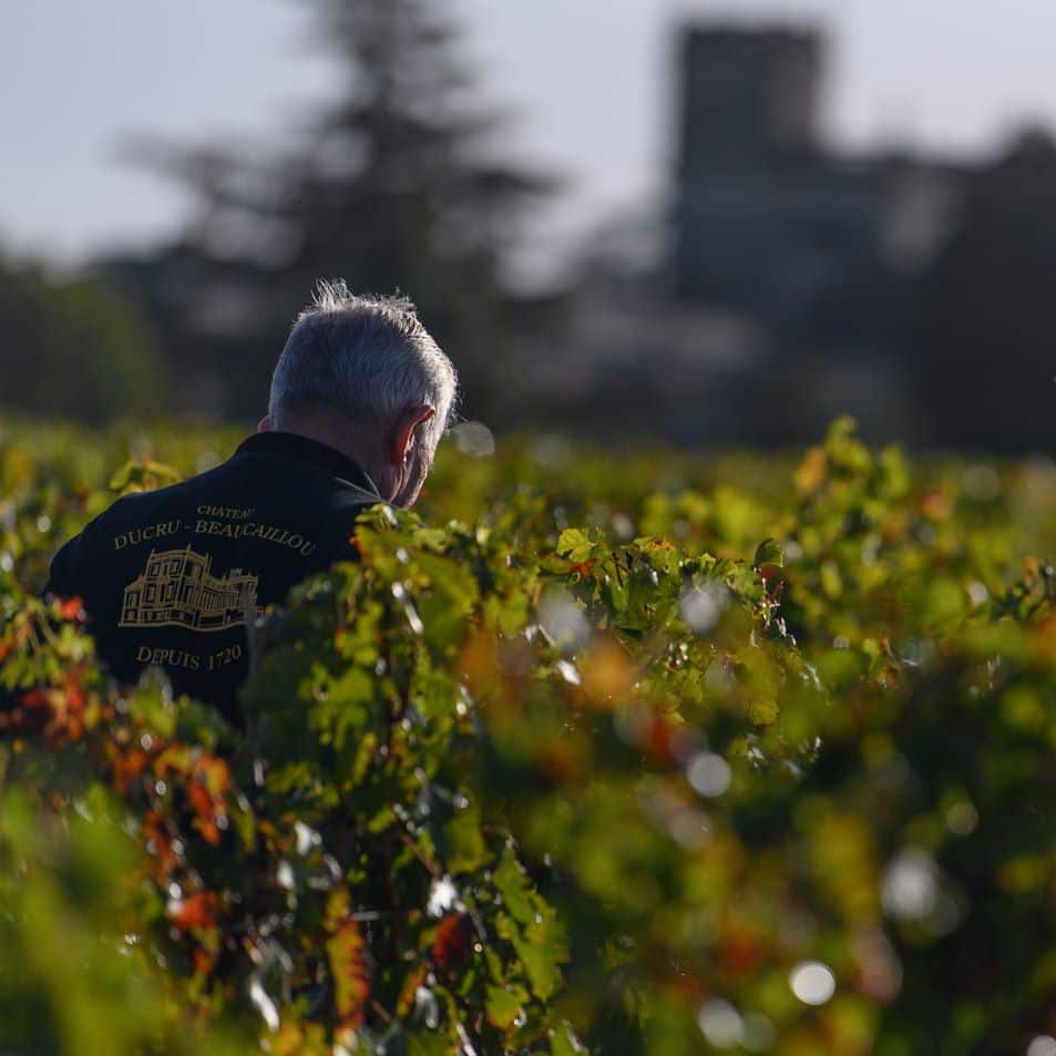 Le Château Ducru-Beaucaillou organise un festival près de Bordeaux à Saint-Julien-Beychevelle