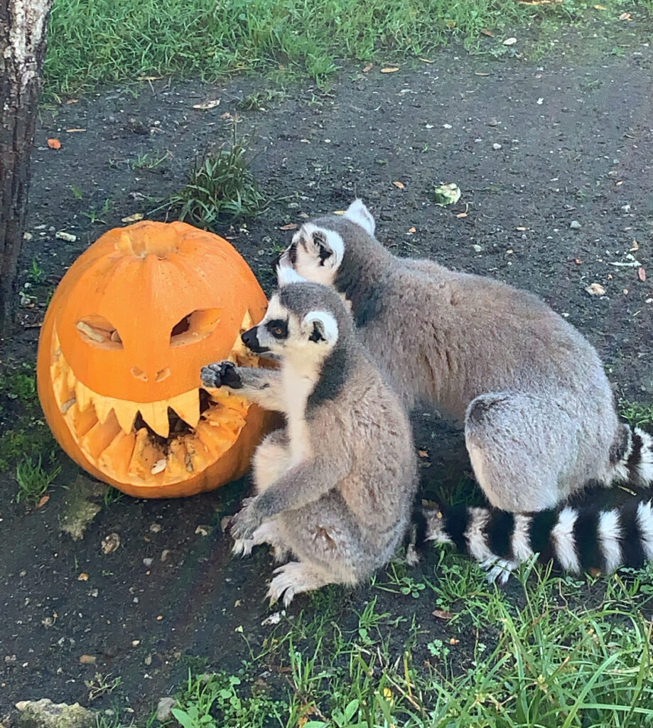 Halloween au Zoo de Bordeaux Pessac