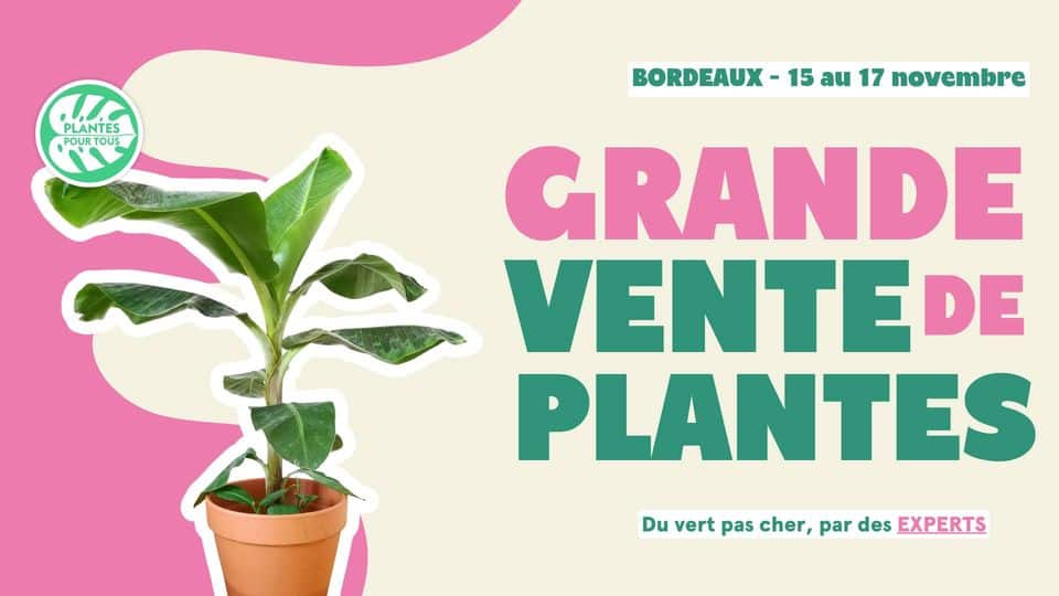 Grande vente de plante à Bordeaux centre