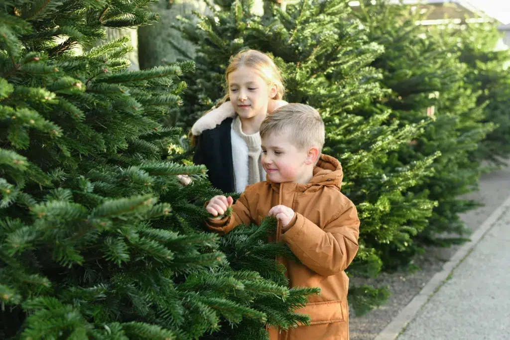 quoi faire du sapin de noël après les fêtes