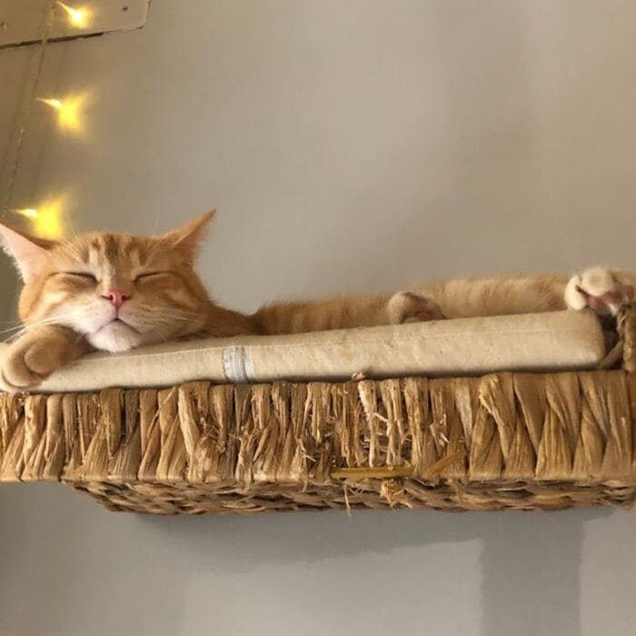 Les Chats Touilleurs à Gambetta : Le bar à chats de Bordeaux qui ronronne de bonheur 3 bar à chat à Bordeaux, Les chats Touilleurs à Gambetta