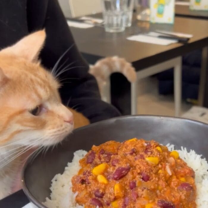 Les chats Touilleurs à Gambetta, brunch avec des chats à Bordeaux