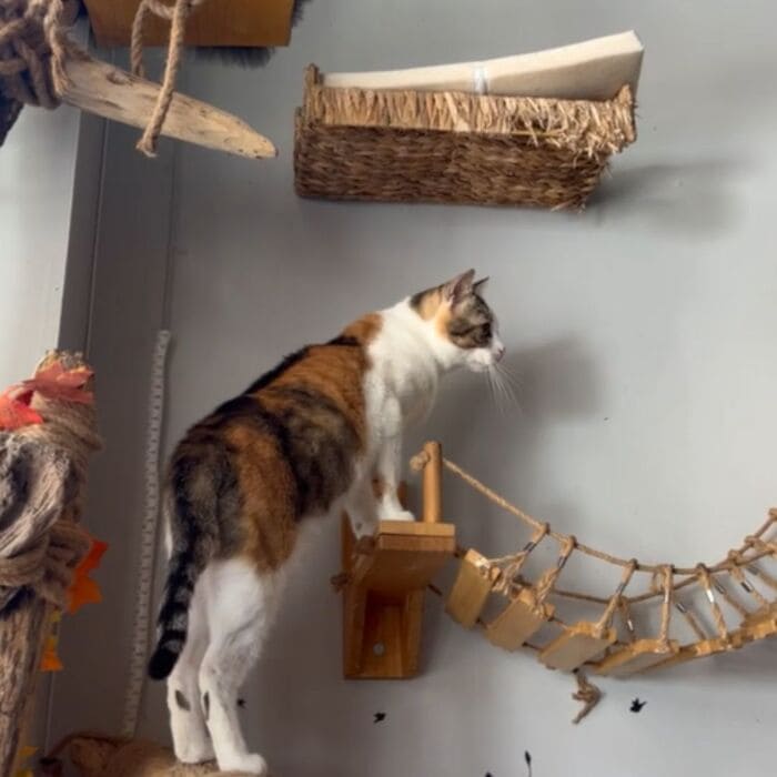 Les chats Touilleurs à Gambetta, brunch avec un chat à Bordeaux