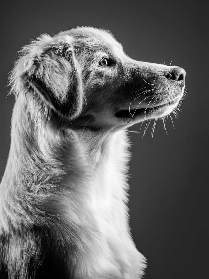 Top 5 des activités incontournables pour chien à Bordeaux 3 chien