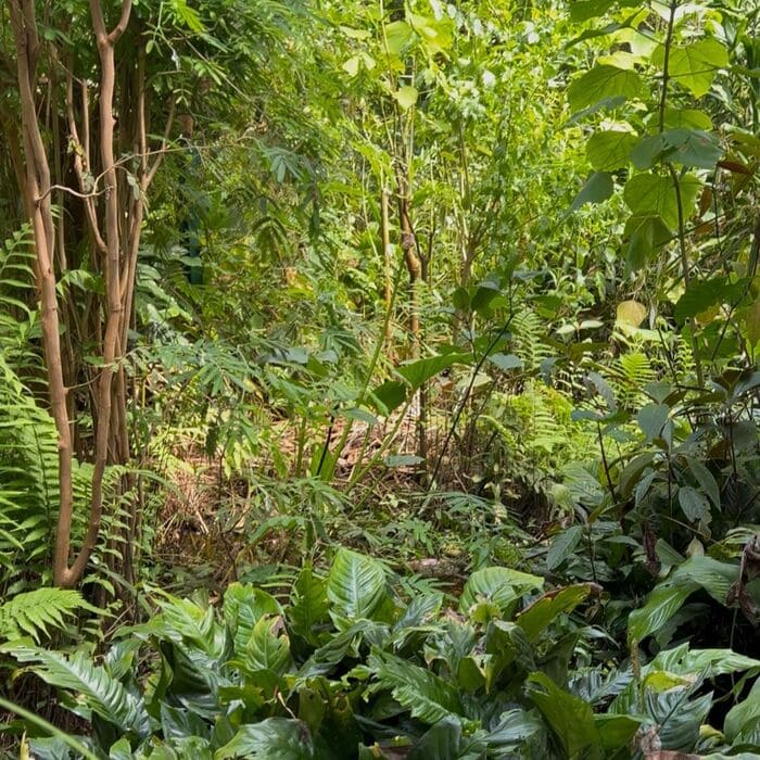Paradis du papillon, forêt tropicale, Sanguinet