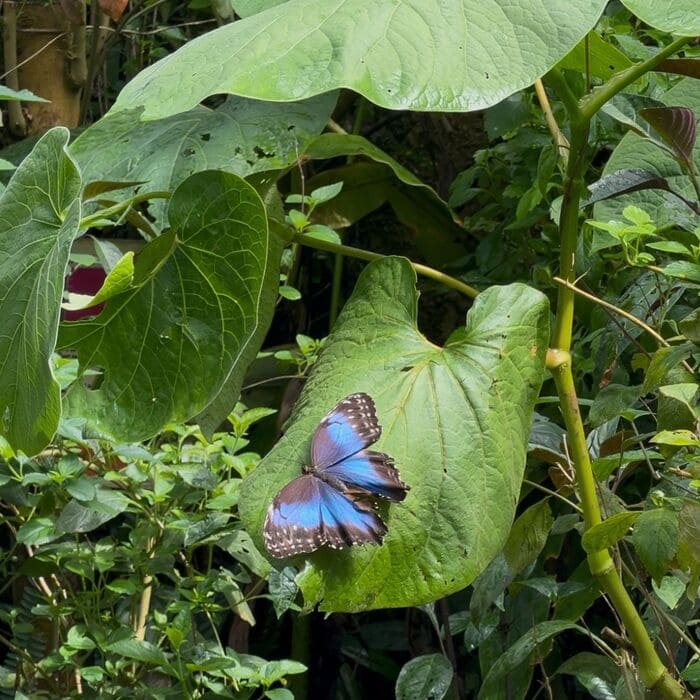 Paradis du papillon, forêt tropicale, Sanguinet
