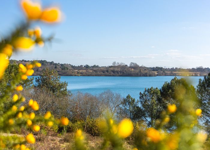lac-naturel-dans-les-Landes (1)