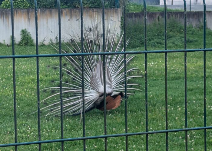 parc-animalier-parc-moulineau-gradignan-min