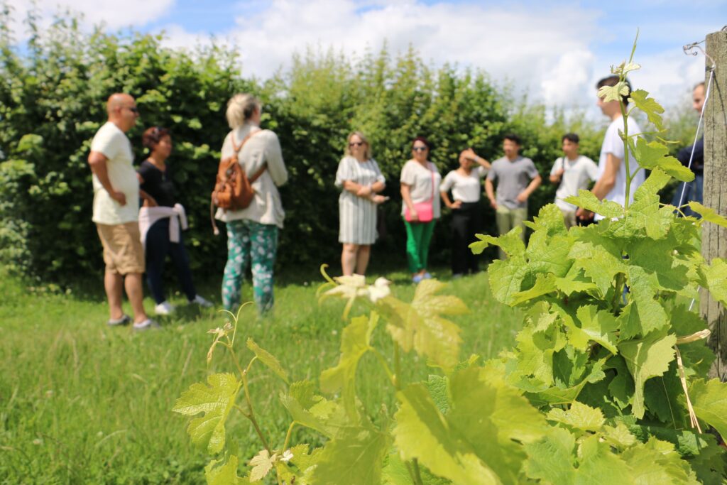 œnotourisme Visite guidée Saint-Émilion Dégustation de vin