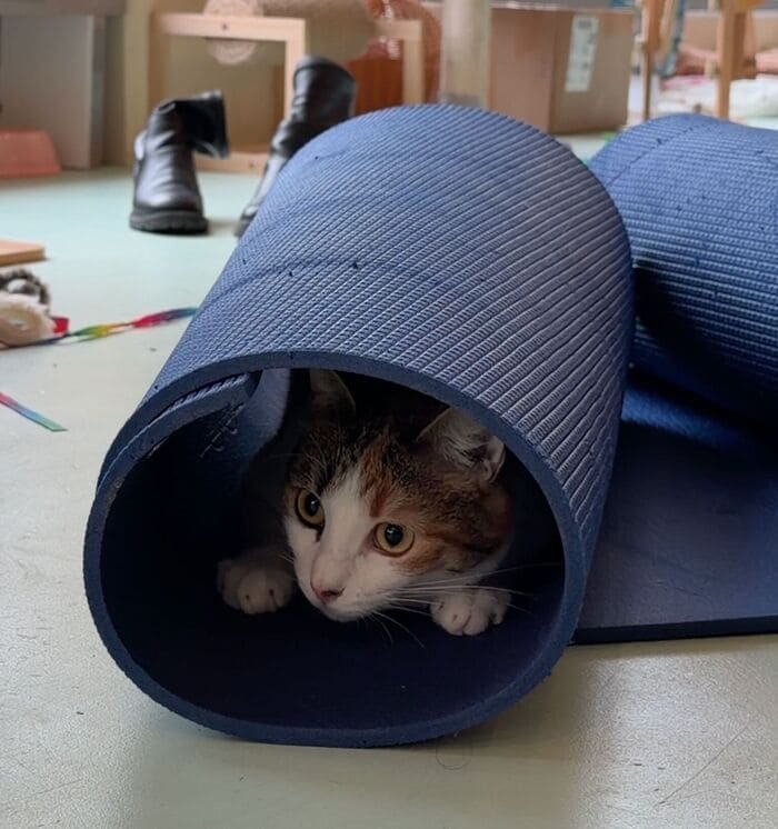 Cat Yoga