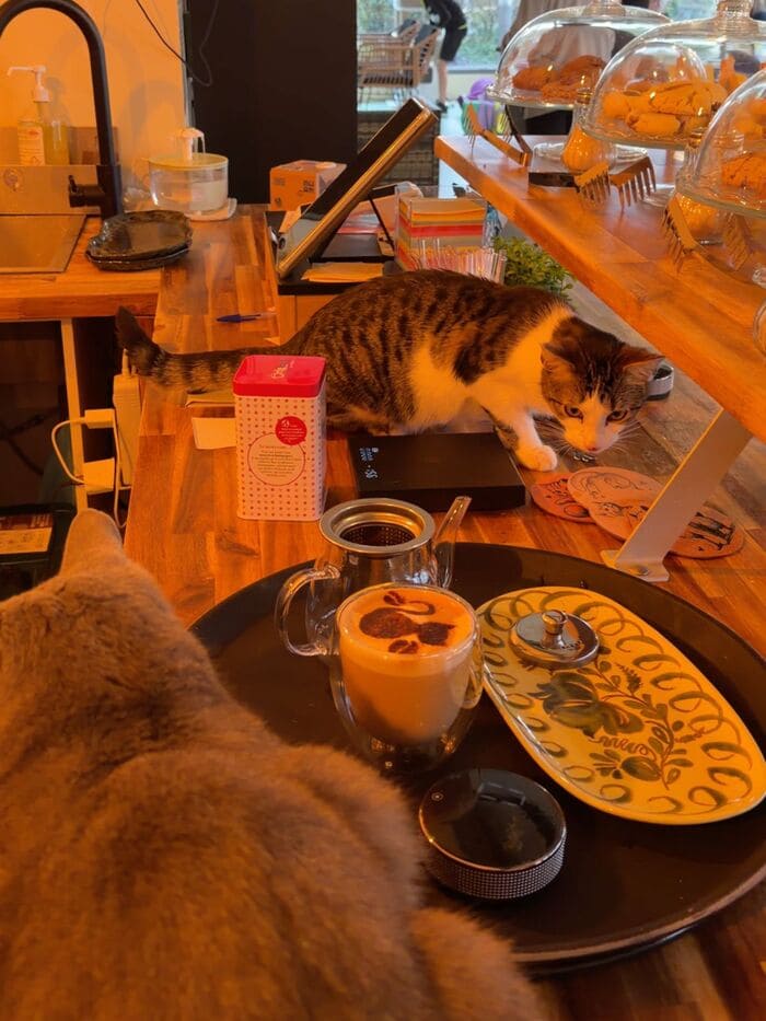 Café à chats