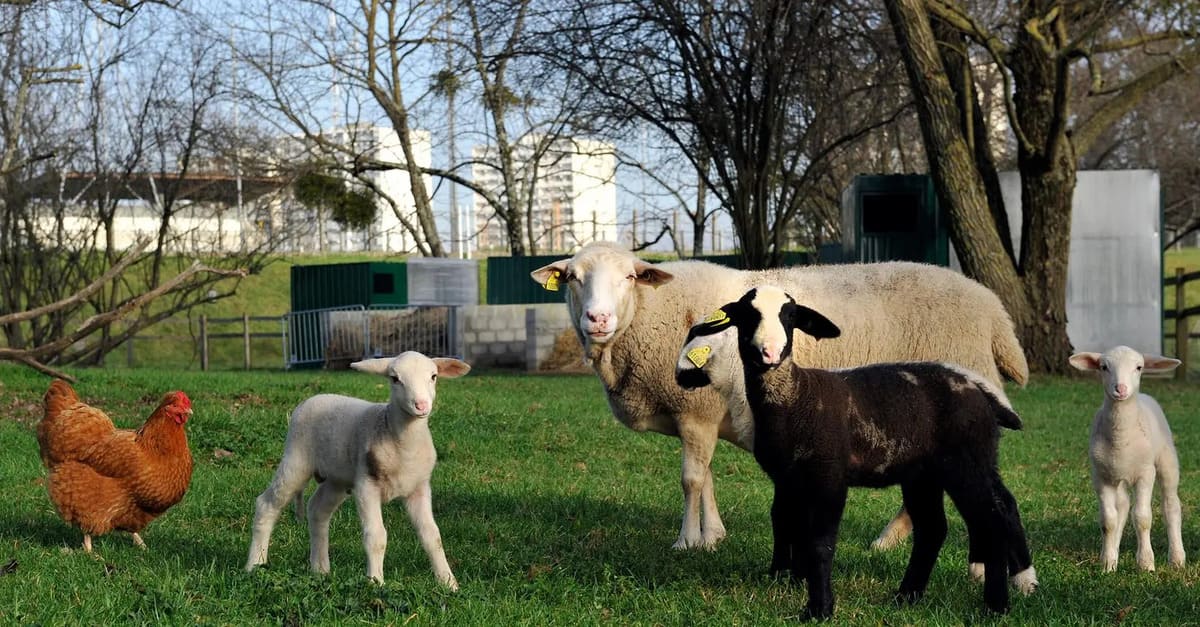 Les parcs animaliers et fermes pédagogiques de Bordeaux et la métropole