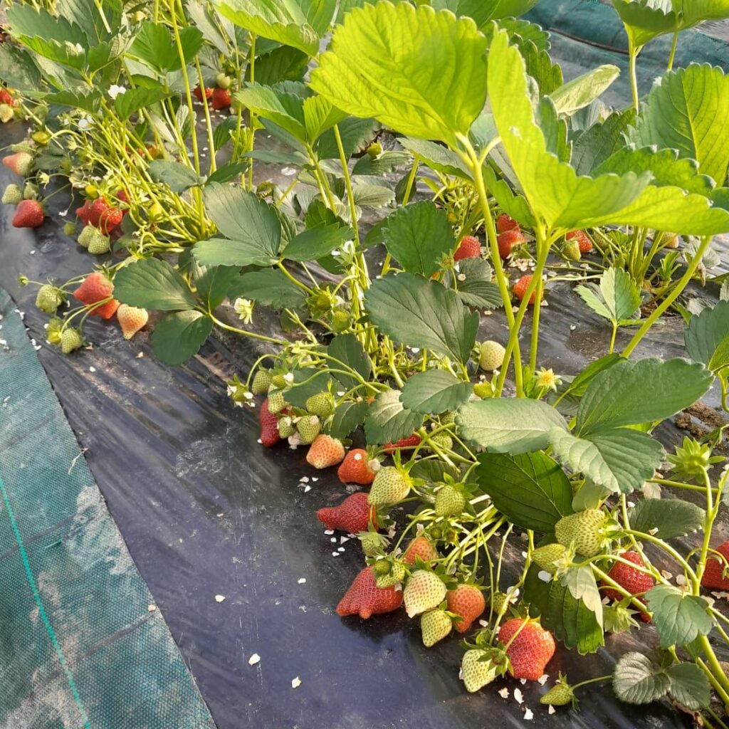producteur de fraises bio locales Gariguette et Charlotte Bordeaux Pessac, Les paniers de Marc