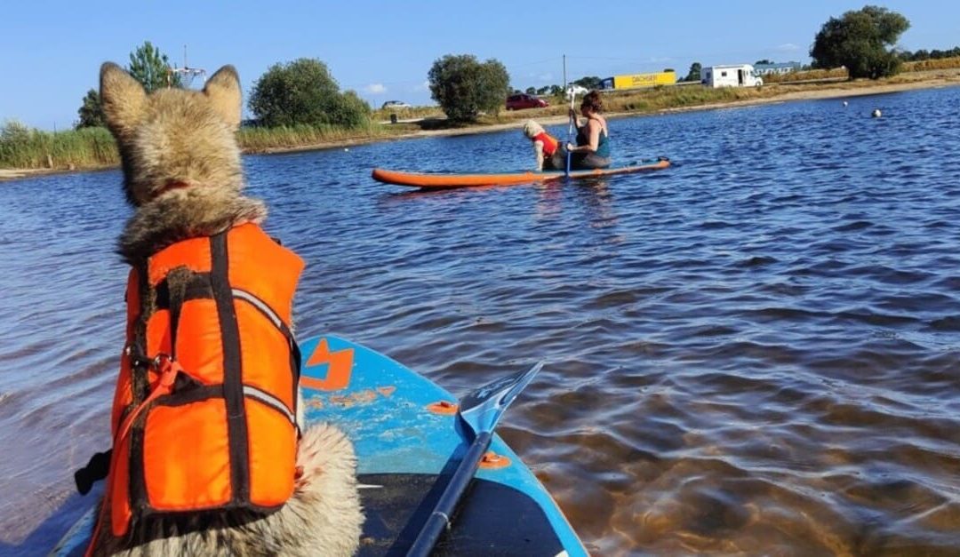 Canipaddle à Bordeaux : et si votre chien montait sur un paddle avec vous ?