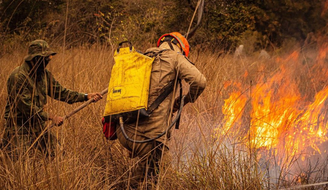 Incendies en Gironde : sélections des plateformes solidaires pour aider les sinistrés et les animaux