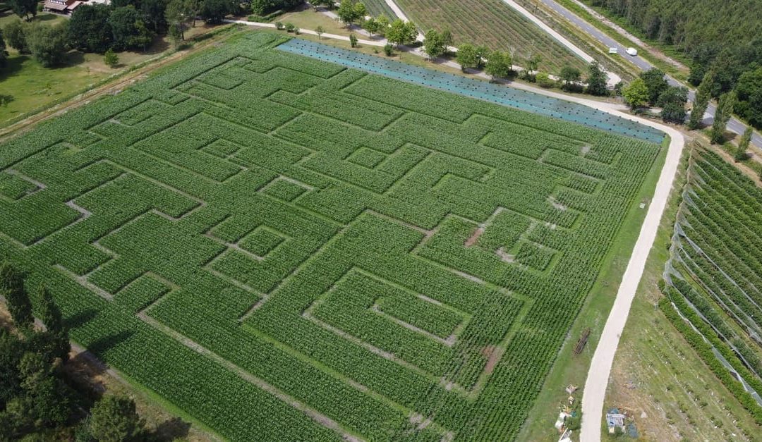 Un labyrinthe de maïs géant au cœur du Médoc : la sortie que vos enfants vont vous supplier