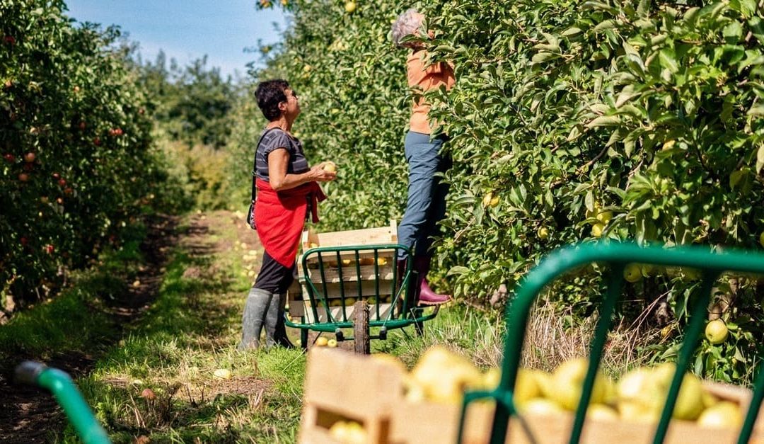 Les Vergers Tastet : deux week-ends de cueillette de pommes à Reignac, à 1h de Bordeaux