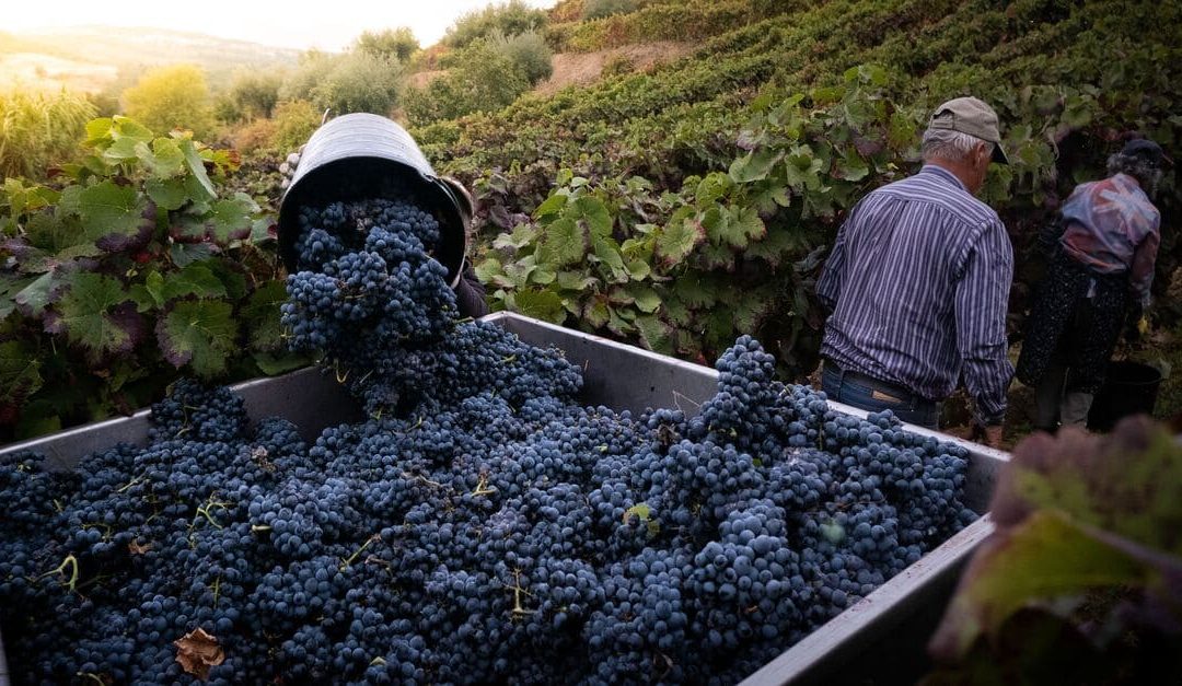 Vendanges 2026 : pourquoi elles ont commencé mi-août, du jamais-vu
