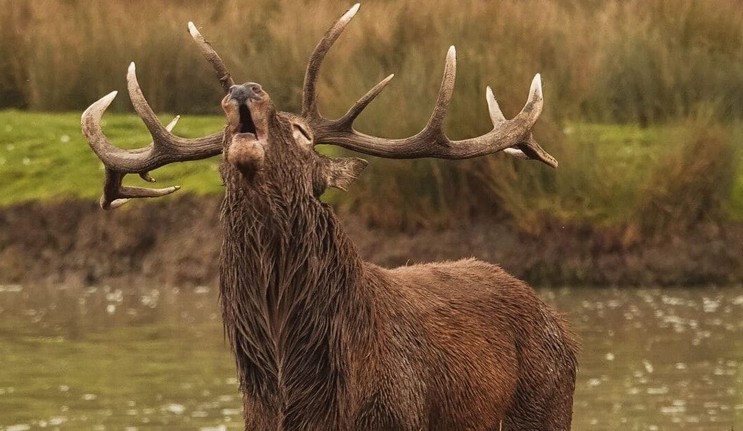 Brame du cerf en Gironde : où l&rsquo;écouter près de Bordeaux en 2026