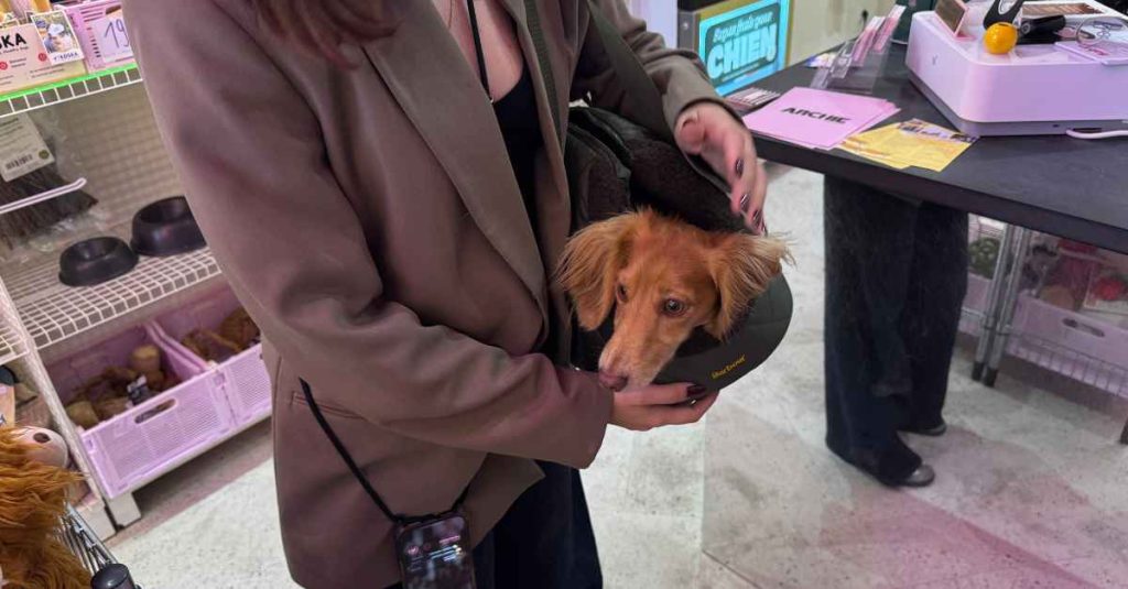 Les Frimeurs à Bordeaux : la boutique préférée de ton chien