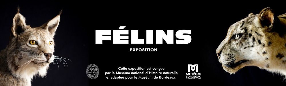 Nouvelle exposition sur les félins au Muséum de Bordeaux